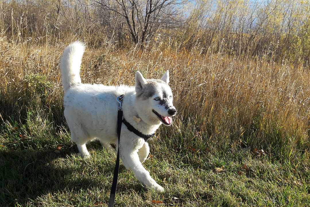 Koda has not slowed down much since his cancer treatment at the WCVM. Submitted photo. 